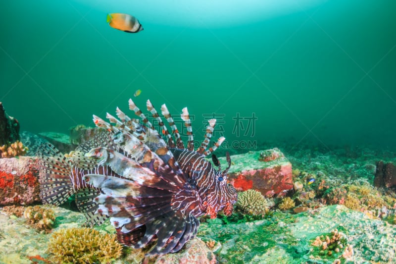 蓑鲉,浮游生物繁殖,鸡仔鱼,水肺潜水,水下,野外动物,生态多样性,礁石,害虫,热带气候