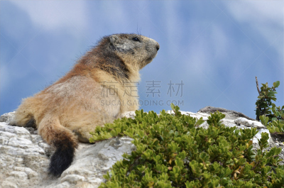 阿尔卑斯山土拨鼠,冰块,天空,水平画幅,无人,动物身体部位,户外,特写,哺乳纲,植物