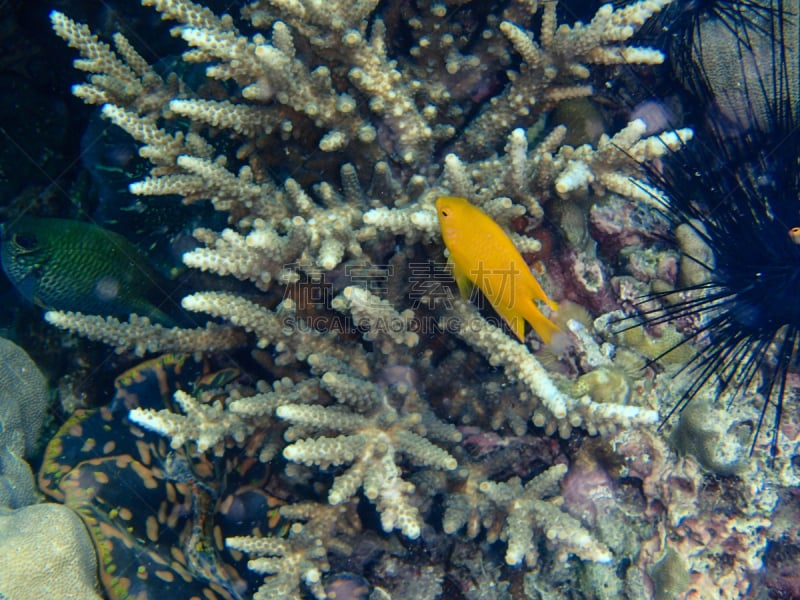 礁石,多色的,自然美,鳞鲀,印度音乐,泰坦星,玳瑁,深度标志器,热带音乐,珊瑚色