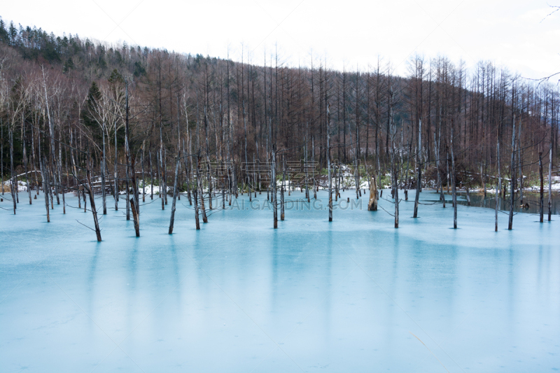 冬天,蓝色,池塘,早晨,美瑛町,贺卡,水平画幅,雪,消息,无人