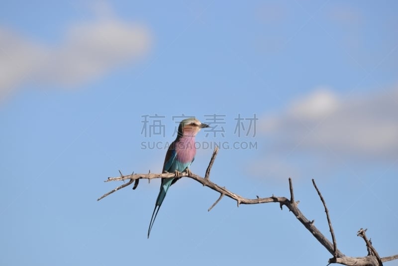 紫胸佛法僧鸟,玛莎图游乐保护区,非洲,野生动物,野生动物保护,狩猎动物,图像,野外动物,动物,鸟类