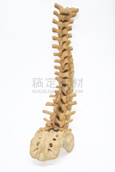 脊柱,模型,人,垂直画幅,神经系统,诊疗室,特写,泰国,姿态,知识