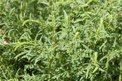 豚草属,植物群,自然,水平画幅,绿色,无人,抽象,乌克兰,夏天,草