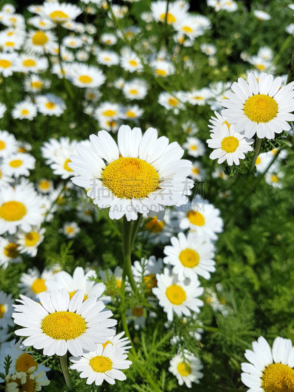 鱼子,除虫菊,自然,健康保健,草本,鲜花盛开,健康食物,垂直画幅,图像,花序