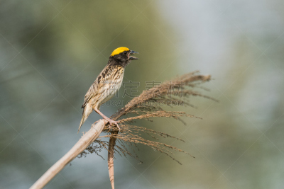 织巢鸟,极乐鸟,ploceidae,水平画幅,无人,鸟类,北美歌雀,摄影