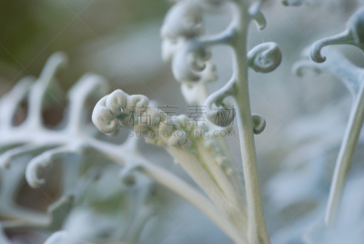 瓜叶菊,千里光,银叶菊,自然,水平画幅,无人,特写,植物茎,毛绒绒,植物
