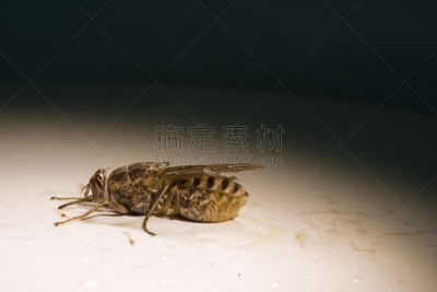 采采蝇,水平画幅,非洲,湿,动物身体部位,翅膀,两翼昆虫,害虫,动物肢和翼,四肢