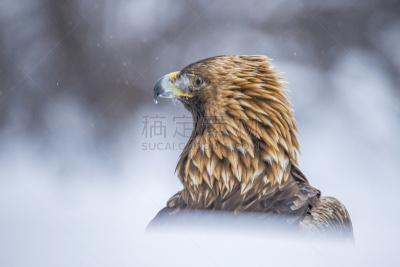 金雕,自然,瑞典,野生动物,肖像,图像,雪,翅膀,一只动物,野外动物