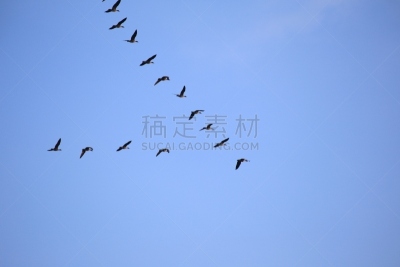 灰色,雁属,羊群,编队飞行,灰雁,天空,水平画幅,无人,鸟类,野外动物