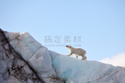 北极熊,水,水平画幅,雪,爪子,动物身体部位,野外动物,户外,熊,斯瓦尔巴特群岛和扬马延岛