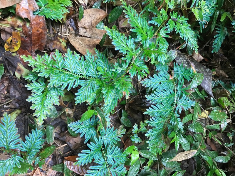 泰国,孔雀,蕨类,欧洲赤松,公园,水平画幅,尖的,无人,苔藓,湿