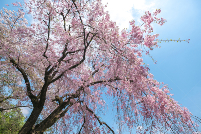 樱花,春天,粉色,吉野樱花,果园,禅宗,留白,公园,水平画幅,花