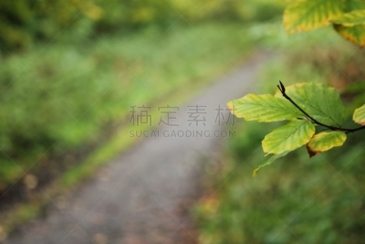 跟踪标记,手持纸牌,树冠,绿色背景,气候与心情,前进的道路,慢跑,公园,水平画幅,套色版