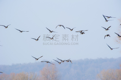 天空,蓝色,雁属,透明,豆雁,灰雁,秋沙鸭,领导能力,水平画幅,鸟类