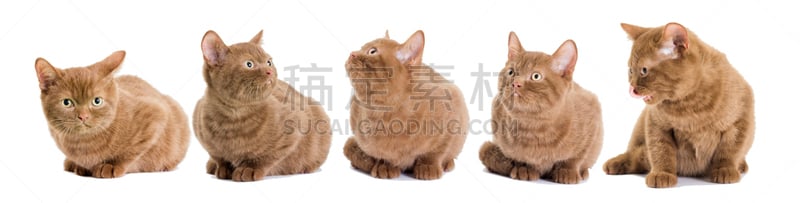 看,小猫,斑纹猫,水平画幅,小的,可爱的,全景,猫科动物,白色背景,哺乳纲