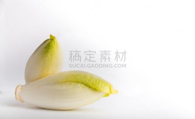 fresh belgian chicory isolated