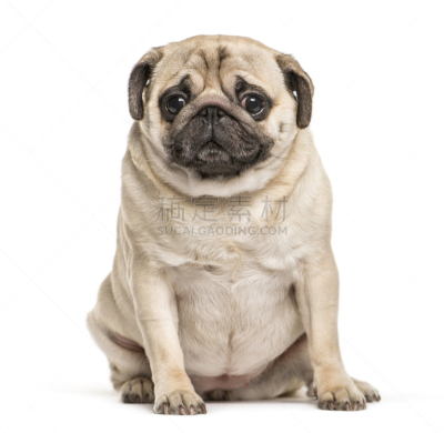 巴哥犬,白色背景,比利时,动物主题,纯种犬,背景分离,肖像,狗,一只动物,哈巴狗