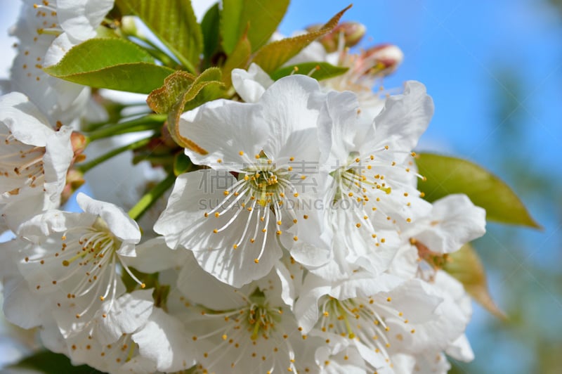 杏树类,留白,芳香的,白色,花头,花粉,花科植物,菜园,布鲁明代尔