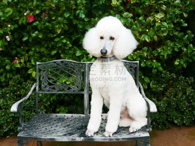 贵宾犬,后院,粉扑,遛狗师,纯种犬,犬恶丝虫,肖像,受过训练的狗,狗,个人卫生用品