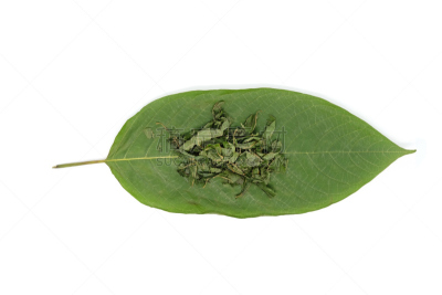 特写,泰国,植物,叶子,白色背景,碎纸机,分离着色,替代疗法,辅导讲座,水平画幅