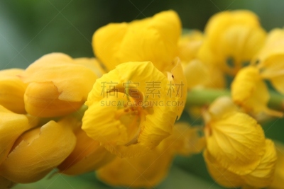 蜡烛,黄色,癣菌,灌木,洋葱花,房地产,真菌,平衡折角灯,锡耶纳,花