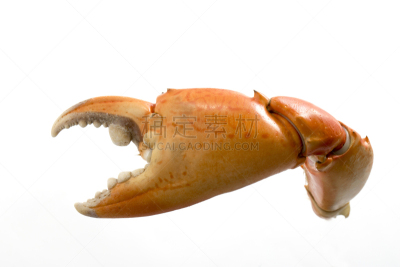 手术剪刀,螃蟹,水平画幅,成分,白色背景,海产,清新,食品,锯缘青蟹,摄影
