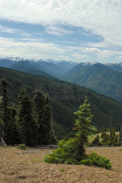奥林匹克国家公园,松树,灌木丛,矮小植株,奥林匹克山脉,奥林匹克山,自然,垂直画幅,天空,国家公园
