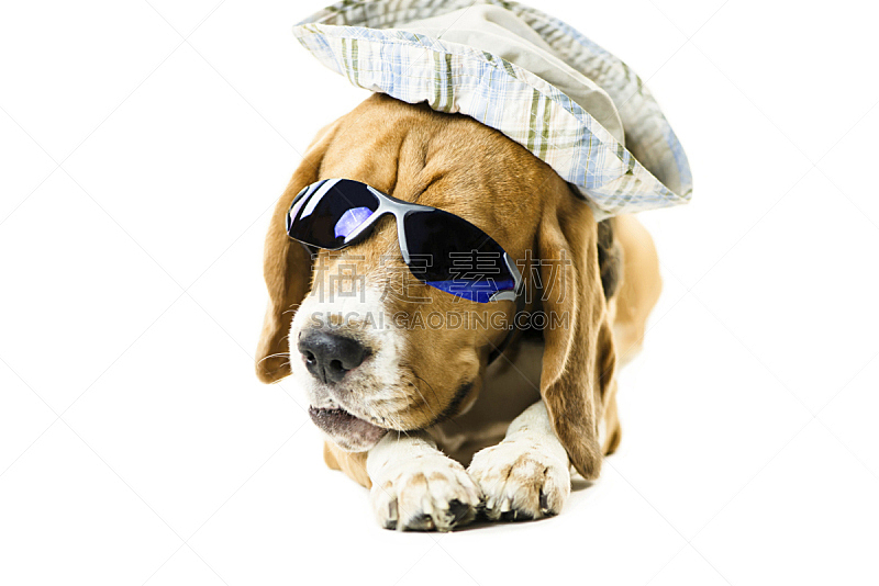 狗 海滩 海滩度假 拉布拉多犬 帽子 幽默 日光浴 热 老年男人 晒黑图片素材下载 稿定素材