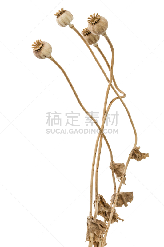干的,分离着色,茎,剧场售票处,白色背景,垂直画幅,美,褐色,符号,夏天