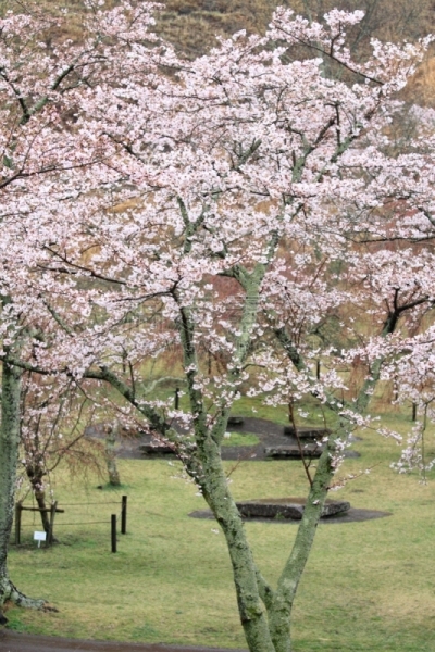 静冈县,雨,日本,樱桃树,伊豆半岛,樱之花,安装牛磺,垂直画幅,天空,樱花