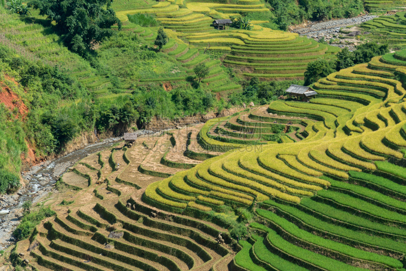 梯田,拉茶,田地,越南,稻,山谷市,mud pot,白族,老街省,沙坝