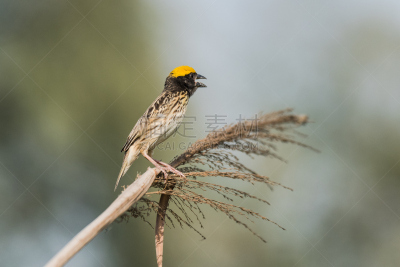 织巢鸟,极乐鸟,ploceidae,水平画幅,无人,鸟类,北美歌雀,摄影