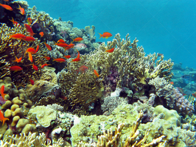 水下,礁石,鱼类,海洋,多色的,鸡尾酒,anthias fish,火珊瑚,丝鳍拟花鮨,深度标志器