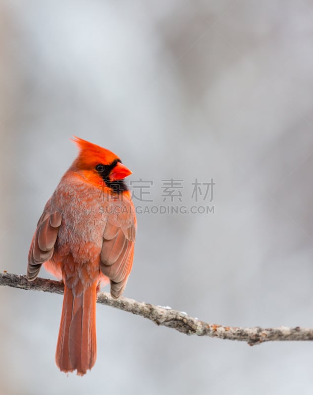 北美红鸟,翅膀,沃索,威斯康星,动物背脊,自然,垂直画幅,野生动物,鸟类,动物身体部位