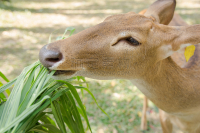 草,brow-antlered deer,公园,褐色,缅甸,琼不里省,水平画幅,户外,特写,泰国