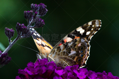 苎胥蝶,道格拉斯猴子花,醉鱼草,旗舰蝶,唇形科,蛱蝶科,自然,水平画幅,橙色,蝴蝶