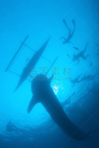 鲨鱼,鲸鲨,宿雾省,在底端,垂直画幅,水,平视角,巨大的,水下,湿