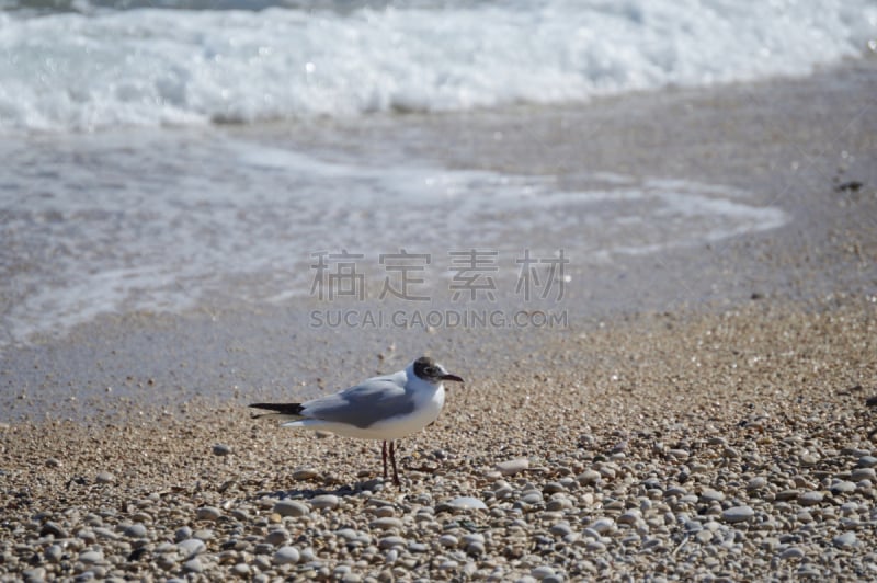 鸟类,波浪,地中海,圆石滩,背景,野生动物,小黑背鸥,一只动物,动物,绿松石色