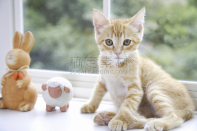小猫,窗台,摆拍,水平画幅,别墅,家庭生活,图像,哺乳纲,猫,成品