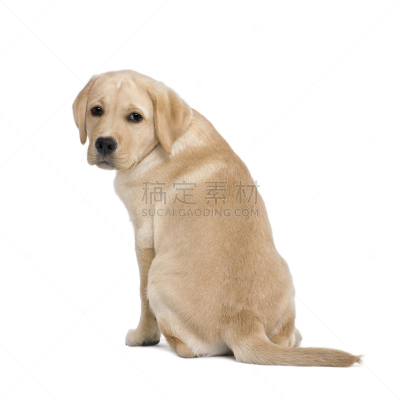 背面视角,拉布拉多犬,小狗,白色背景,米色,可爱的,动物主题,纯种犬,背景分离,坐