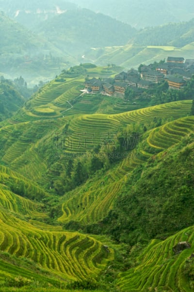 龙脊梯田,乡村,雾,早晨,在上面,龙胜,水稻梯田,垂直画幅,山,无人