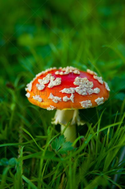 毒蝇菇,伞形毒菌,毒蘑菇,垂直画幅,无人,苔藓,户外,草,特写,明亮