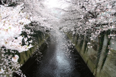 樱花,东京,日本,神田河,坎达河,水,天空,美,公园,新的