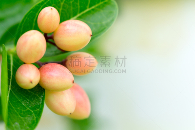 水果,孟加拉虎,李子,葡萄干,无人,维生素,干的,泰国,枸杞,紫薇科树