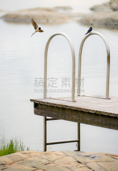 两只动物,燕子,垂直画幅,水,群岛,岩石,鸟类,夏天,海洋,家燕