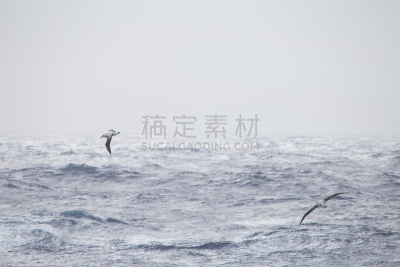 漂泊信天翁,自然,水,天空,水平画幅,鸟类,信天翁,白顶信天翁,灰头信天翁,户外