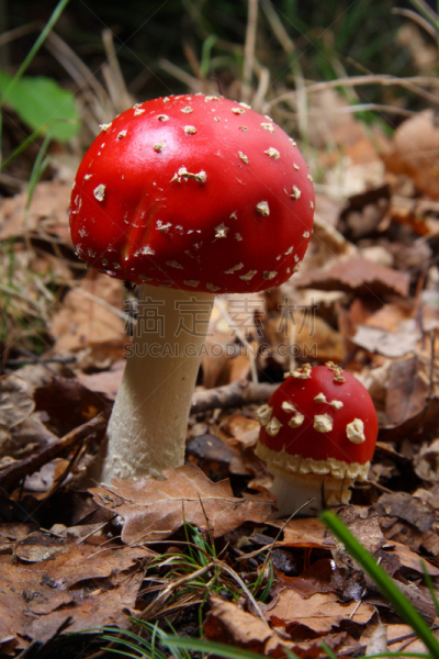 毒蘑菇,橙色伞菌,毒蝇菇,自然,垂直画幅,拍摄场景,秋天,无人,色彩鲜艳,有毒生物体