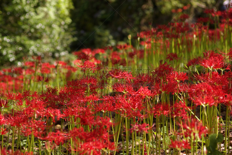 红蜘蛛百合,红色,甘草糖,鲜花盛开,松山,秋天,四国,爱媛县,图像,美