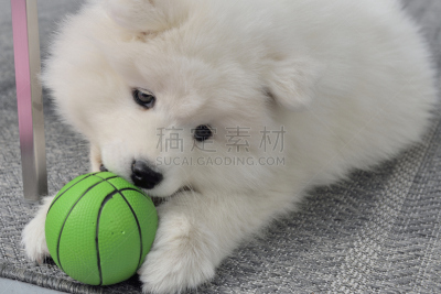 萨摩耶犬,狗,小狗,机敏,水平画幅,智慧,爱斯基摩犬,弹性,阿拉斯加雪橇犬,友谊