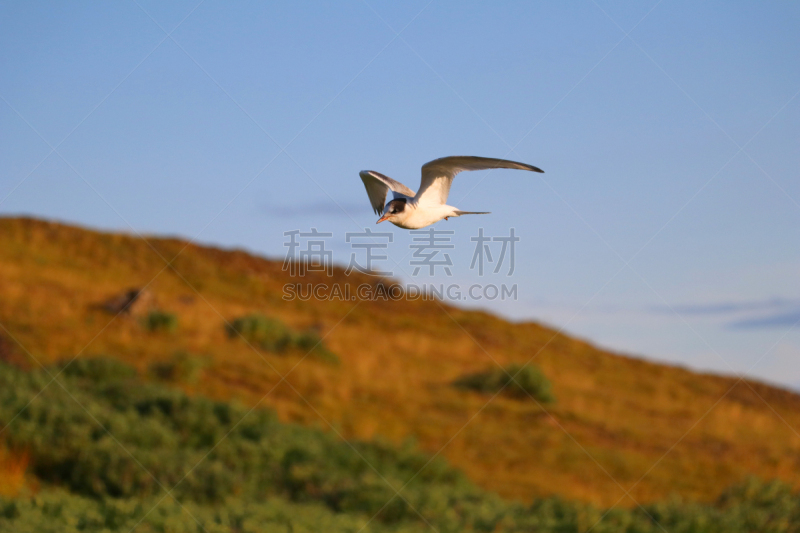 北极燕鸥,天空,食肉鸟,水平画幅,鸟类,燕鸥,冰岛国,摄影,飞